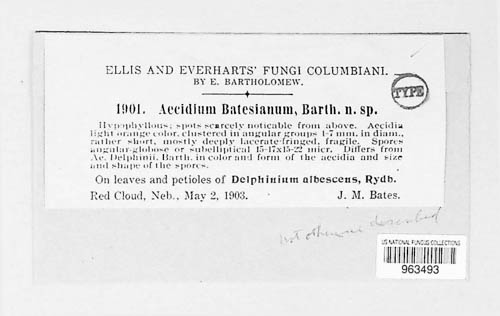 Aecidium batesianum image